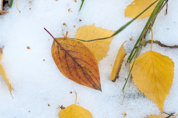 Оставляет Осенний Снег Текстура Первый Снегопад Желтые Березовые Листья Снегу — стоковое фото