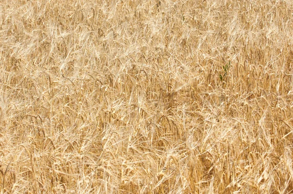 Textura Campo Trigo Trigo Maduro Dourado — Fotografia de Stock