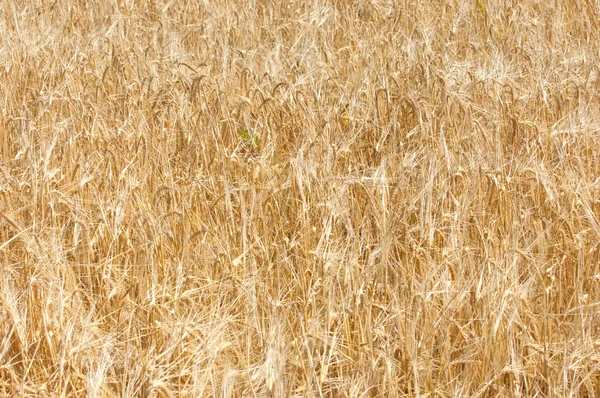 Textura Pšeničné Pole Zralé Pšenice Golden — Stock fotografie