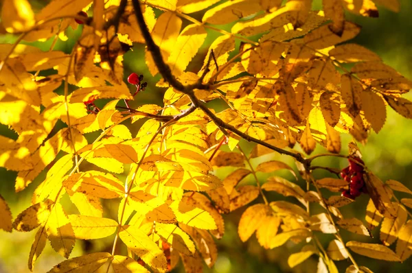 Textur Der Herbstblätter Fotografiert Herbstlichen Park — Stockfoto