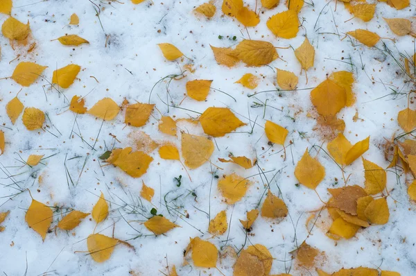 叶秋雪 雪首次下降 白桦叶黄雪中 — 图库照片