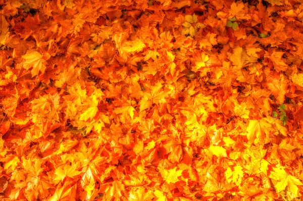 Textur Der Blätter Des Herbst Ahorns Fotografiert Herbstpark — Stockfoto