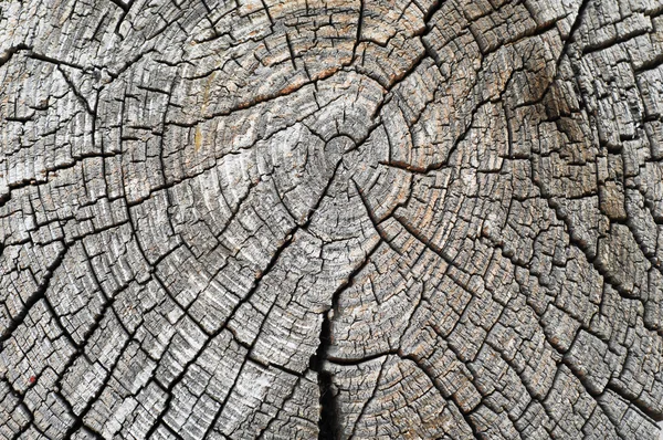 Textuur van oud hout — Stockfoto