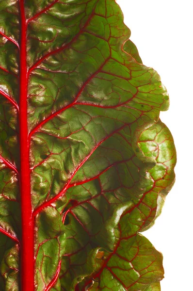 Beet Leaf Texture Leaf Beet Vitamin Pantry Ingredient Salad — Stock Photo, Image