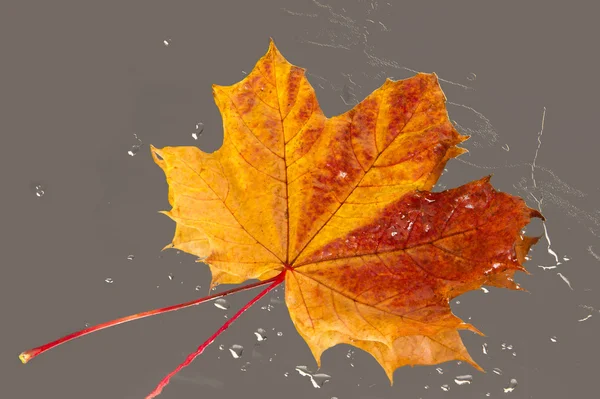 Textura de hojas de arce de otoño —  Fotos de Stock