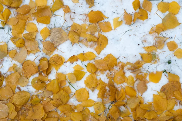 Deixa Neve Outono Textura Primeira Queda Neve Bétula Amarela Folhas — Fotografia de Stock