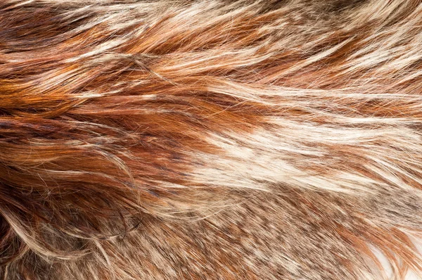 ヤクの毛。テクスチャ — ストック写真