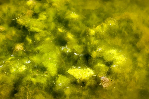 Konsistenslime — Stockfoto