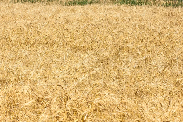 Texture Wheat Field Golden Ripe Wheat — Stock Photo, Image