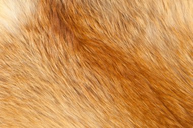 Dokular Kızıl tilki kürk