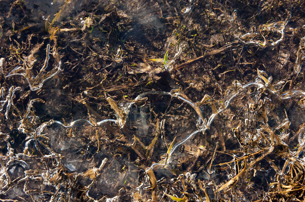 Texture Ice frozen in a puddle