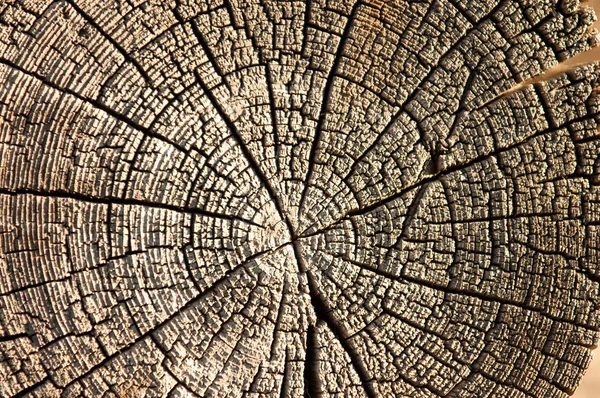 De textuur van oud hout (Raad van bestuur). — Stockfoto