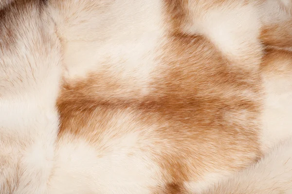 Texture. Mink fur. mink coat — Stock Photo, Image