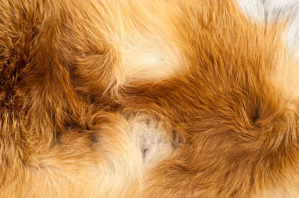 Texture pelliccia di volpe rossa — Foto Stock