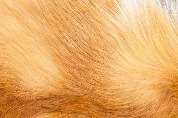 Textures red fox fur — Stock Photo, Image