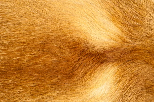 Textures red fox fur — Stock Photo, Image