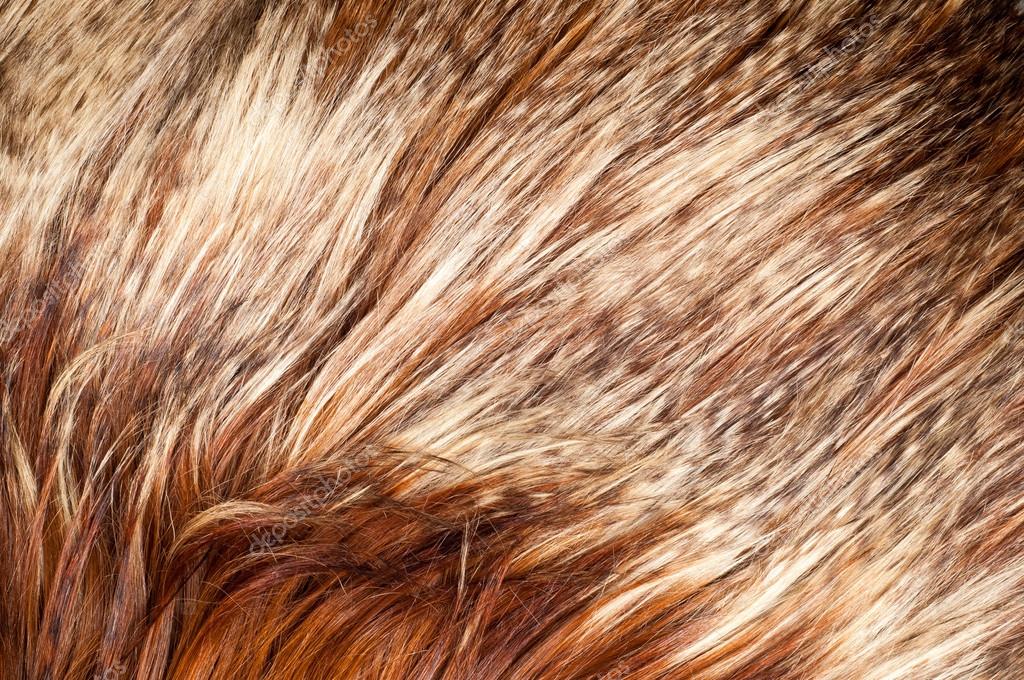 Yak fur. texture Stock Photo by ©ekina1 82814050 Yak fur. texture Stock Photo by ©ekina1 82814050