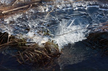 Bir su birikintisine donmuş doku buz