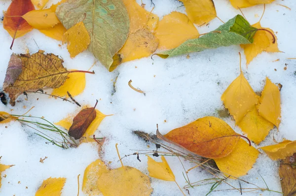 Leaves Autumn Snow Texture Photographed Street — Stock Photo, Image