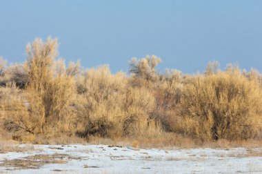bozkırlarında kış. haloxylon. saksaul kış. Kazakistan. Kapchagai Bakanas