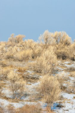 bozkırlarında kış. haloxylon. saksaul kış. Kazakistan. Kapchagai Bakanas