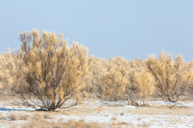 bozkırlarında kış. haloxylon. saksaul kış. Kazakistan. Kapchagai Bakanas