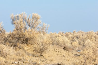 bozkırlarında kış. haloxylon. saksaul kış. Kazakistan. Kapchagai Bakanas