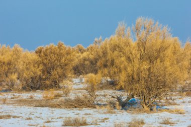 bozkırlarında kış. haloxylon. saksaul kış. Kazakistan. Kapchagai Bakanas