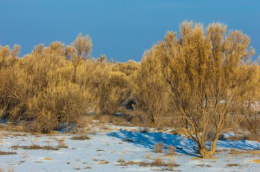 bozkırlarında kış. haloxylon. saksaul kış. Kazakistan. Kapchagai Bakanas