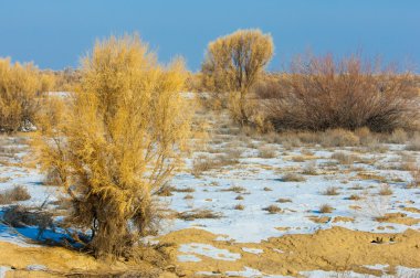 bozkırlarında kış. haloxylon. saksaul kış. Kazakistan. Kapchagai Bakanas