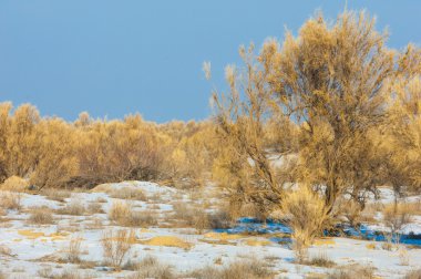 bozkırlarında kış. haloxylon. saksaul kış. Kazakistan. Kapchagai Bakanas