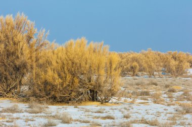 bozkırlarında kış. haloxylon. saksaul kış. Kazakistan. Kapchagai Bakanas