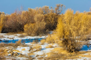 bozkırlarında kış. haloxylon. saksaul kış. Kazakistan. Kapchagai Bakanas