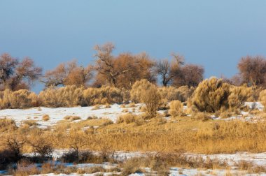 Turanga relict ağaçları kış Populus heterophyllous. nehir veya Kazakistan. Kapchagai Bakana