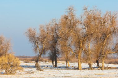 Turanga relict ağaçları kış Populus heterophyllous. nehir veya Kazakistan. Kapchagai Bakana