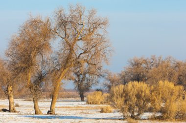 Turanga relict ağaçları kış Populus heterophyllous. nehir veya Kazakistan. Kapchagai Bakana