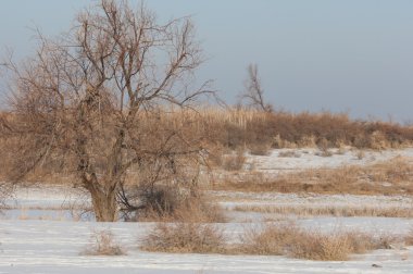 Kış, nehir veya Kazakistan bozkır. Kapchagai Bakanas