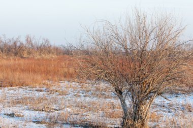 Kış, nehir veya Kazakistan bozkır. Kapchagai Bakanas