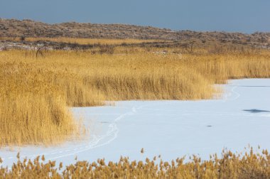 Donmuş gölde, bozkır sazlık. nehir veya Kazakistan. Kap