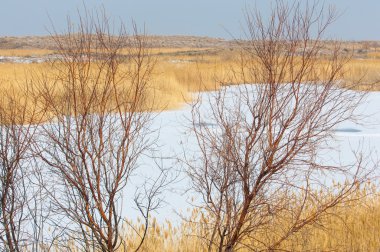Donmuş gölde, bozkır sazlık. Nehrin Ili Kazakistan. Kapchagai Bakanas