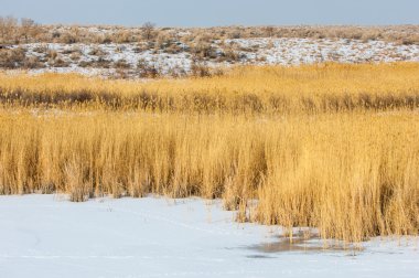 Donmuş gölde, bozkır sazlık. Nehrin Ili Kazakistan. Kapchagai Bakanas