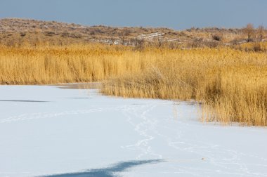 Donmuş gölde, bozkır sazlık. Nehrin Ili Kazakistan. Kapchagai Bakanas