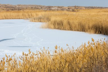 Donmuş gölde, bozkır sazlık. Nehrin Ili Kazakistan. Kapchagai Bakanas