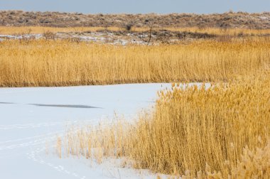 Donmuş gölde, bozkır sazlık. Nehrin Ili Kazakistan. Kapchagai Bakanas