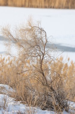Donmuş gölde, bozkır sazlık. Nehrin Ili Kazakistan. Kapchagai Bakanas