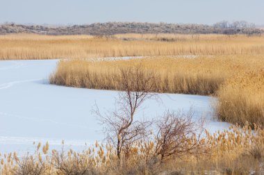 Donmuş gölde, bozkır sazlık. Nehrin Ili Kazakistan. Kapchagai Bakanas