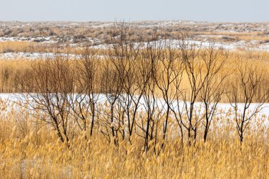 Donmuş gölde, bozkır sazlık. Nehrin Ili Kazakistan. Kapchagai Bakanas