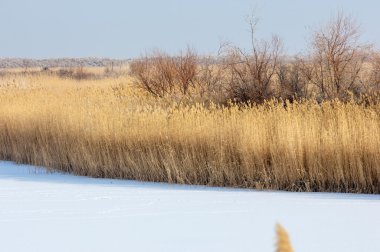 Donmuş gölde, bozkır sazlık. Nehrin Ili Kazakistan. Kapchagai Bakanas