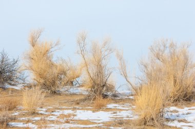 bozkırlarında kış. Kazakistan, Almaty bölge, Bakanas,