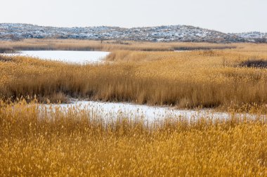 Donmuş gölde, bozkır sazlık. Nehrin Ili Kazakistan. Kapchagai Bakanas
